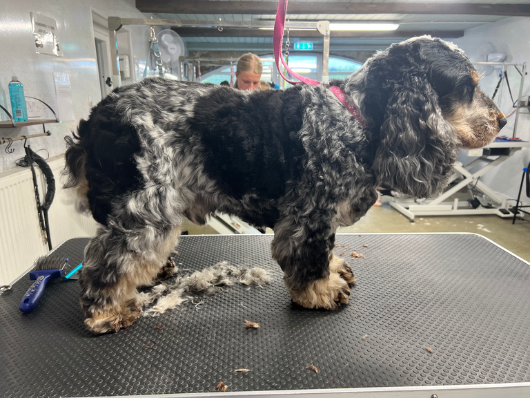 KIBBLE - English Show Cocker