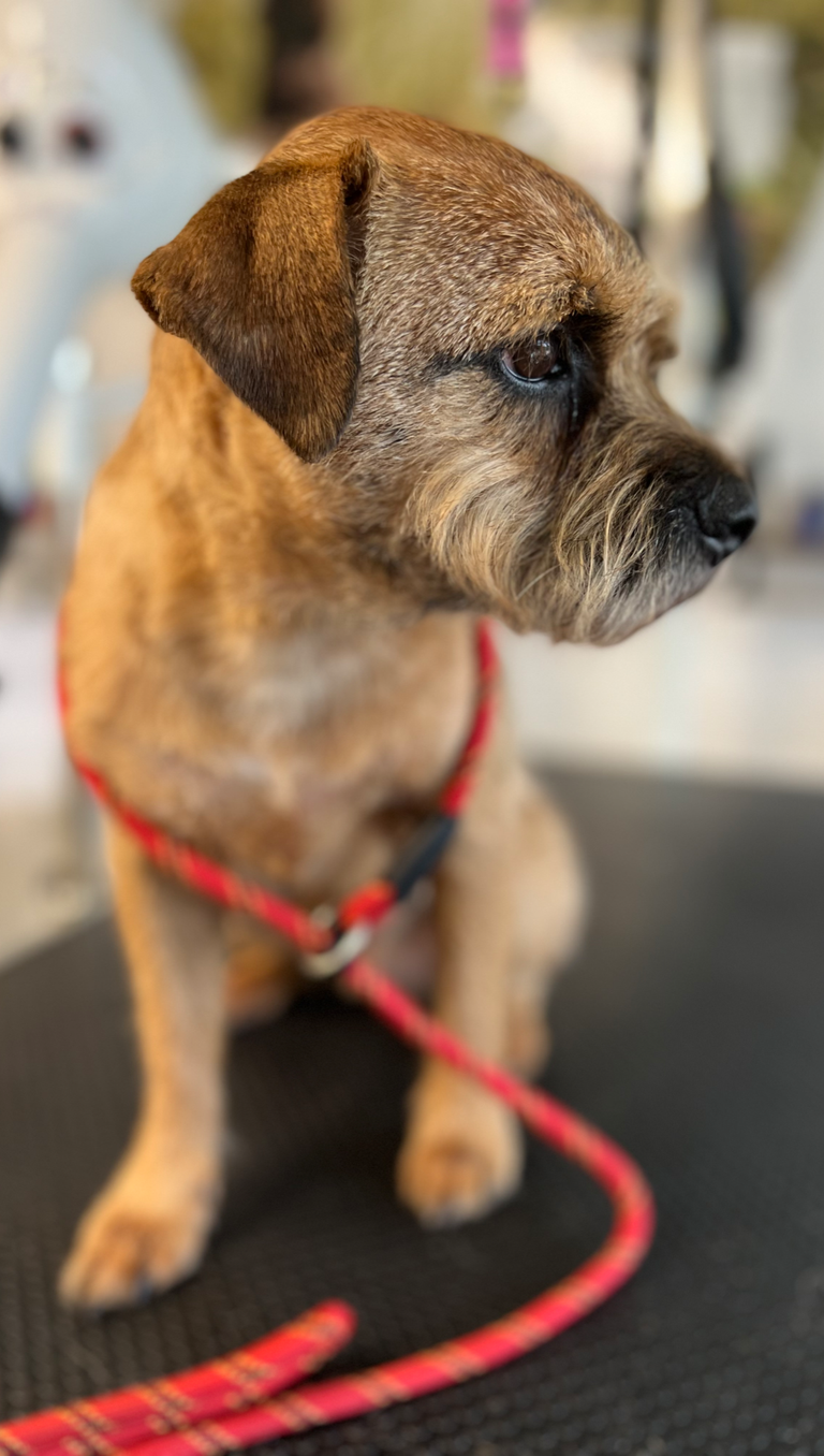 Yolanda's sales dog grooming